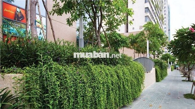 Cần cho thuê Diamond Lotus Riverside 2PN-1WC,  Full Nội Thất_Giá 14tr