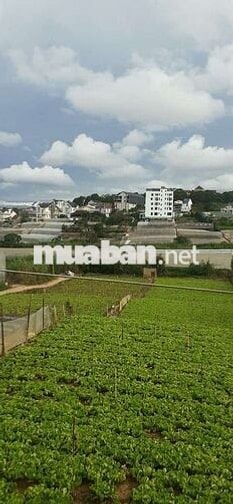 Đà Lạt BÁN 122 m2 đất NN làm nhà ở