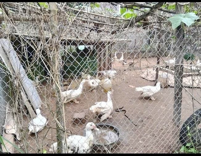 Chính chủ bán đất thôn Tân Hưng, xã Hùng Cường, TP Hưng Yên, 129m2