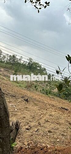 Đất 250m²/lô có thổ cư, tặng hồ sơ phong thủy nhà ở 15 triệu (Ch. Chủ)