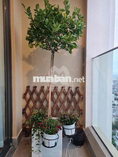 CHO THUÊ CĂN STUDIO PANOMA GIÁ *** THỊ TRƯỜNG