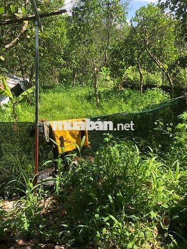 Nhà vườn gần Chợ Lai Uyên, mặt đường, 500m, 2tr/tháng, vườn 20 cây mít