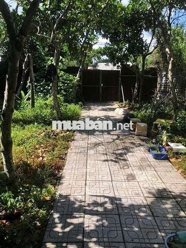 Nhà vườn gần Chợ Lai Uyên, mặt đường, 500m, 2tr/tháng, vườn 20 cây mít