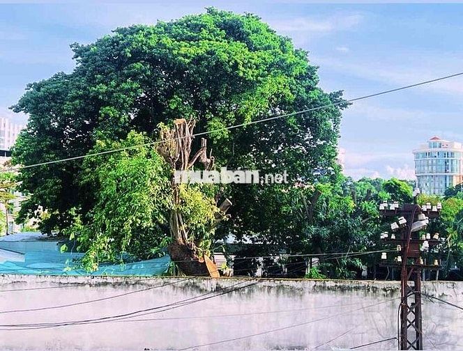 Cho thuê nguyên căn studio - Hẻm 214 Nguyễn Trãi