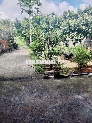 KHO SÂN VƯỜN 7*45M XUÂN THỚI SƠN HOC MON