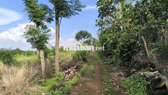 Cần Bán Gấp 1hec5 tại Xã Phú Hòa, Thành Phố Đồng Nai