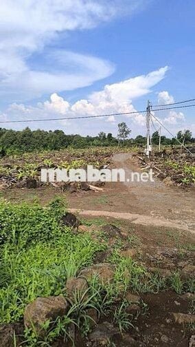 Cần Bán Gấp 1hec5 tại Xã Phú Hòa, Thành Phố Đồng Nai