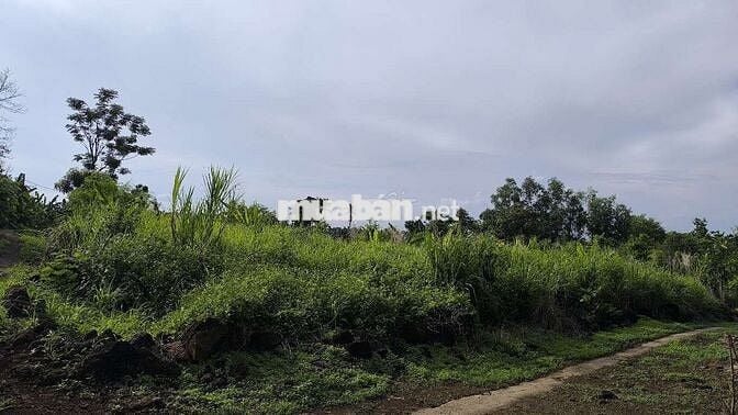 Cần Bán Gấp 1hec5 tại Xã Phú Hòa, Thành Phố Đồng Nai