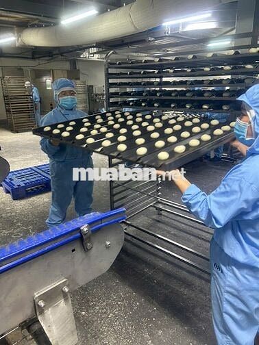Tuyển dụng LĐPT sản xuất bánh mì