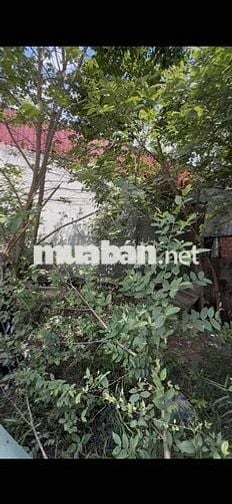 cho thuê nhà cũ ta 06 thới an q12 dt 137m có vườn giá 4tr5 có bớt