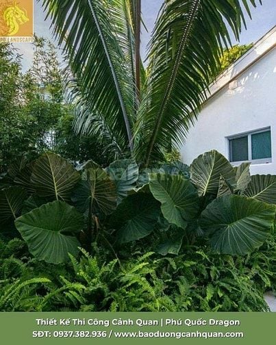 Dịch vụ cắt tỉa cành nhánh - chăm sóc cây xanh chuyên nghiệp