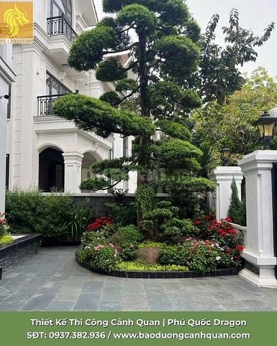Dịch vụ cắt tỉa cành nhánh - chăm sóc cây xanh chuyên nghiệp