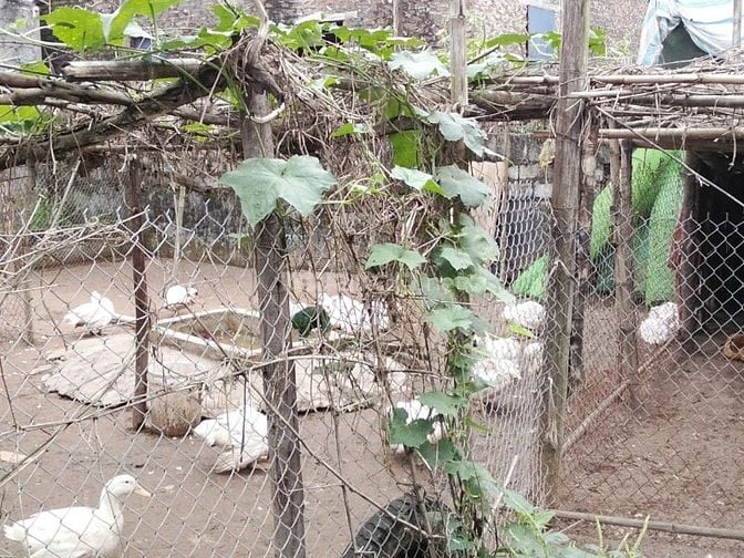 Chính chủ bán đất thôn Tân Hưng, xã Hùng Cường, TP Hưng Yên, 129m2