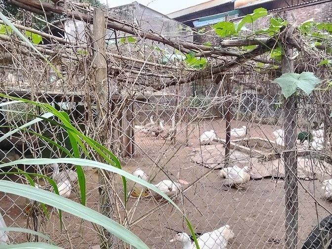 Chính chủ bán đất thôn Tân Hưng, xã Hùng Cường, TP Hưng Yên, 129m2
