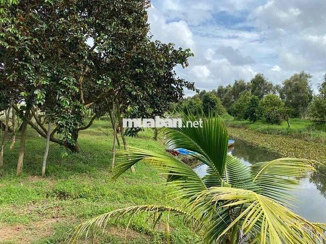Bán 37.000m2 đất cây ăn trái, cách cao tốc Cần Thơ CM 30km