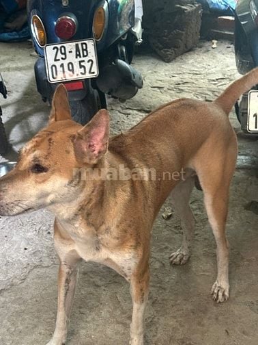 Bán chó đực tại hà nội do không có nhu cầu nuôi