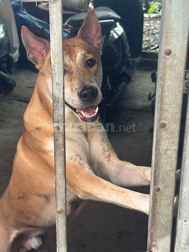Bán chó đực tại hà nội do không có nhu cầu nuôi