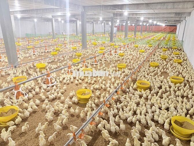Phụ Bảo Trì Trại Gà Tây Ninh