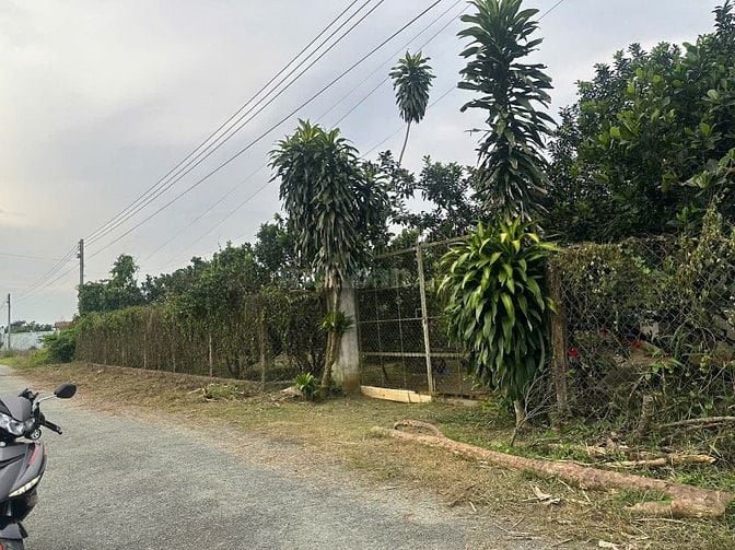 Đất trồng bưởi, có sẵn 200m2 thổ cư vị trí đẹp mát mẻ