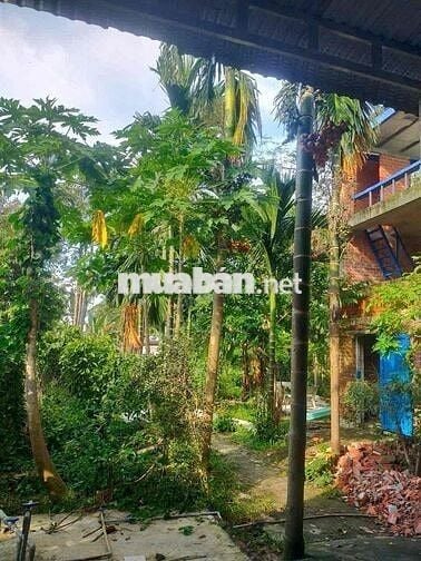 bán gấp nhà xưởng kết hợp nhà ở thạnh Bắc giá 3tỷ5