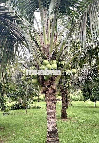 🌿 CHỈ 1,3 TỶ – SỞ HỮU NGAY LÔ ĐẤT ĐẸP XÂY NHÀ VƯỜN | 20 PHÚT ĐẾN NÚI C