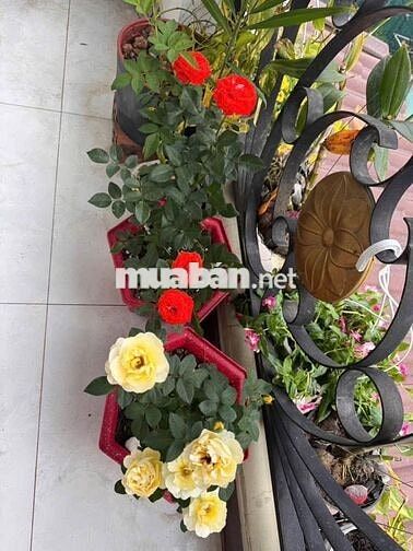 CG: Nhà Đúc 2 Lầu Đường Nhựa Lớn Phạm Thị Giây Thới Tam Thôn Hóc Môn