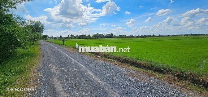 1.1HA LÚA - 80M MẶT TIỀN ĐƯỜNG NHỰA 819 