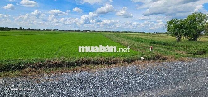 1.1HA LÚA - 80M MẶT TIỀN ĐƯỜNG NHỰA 819 