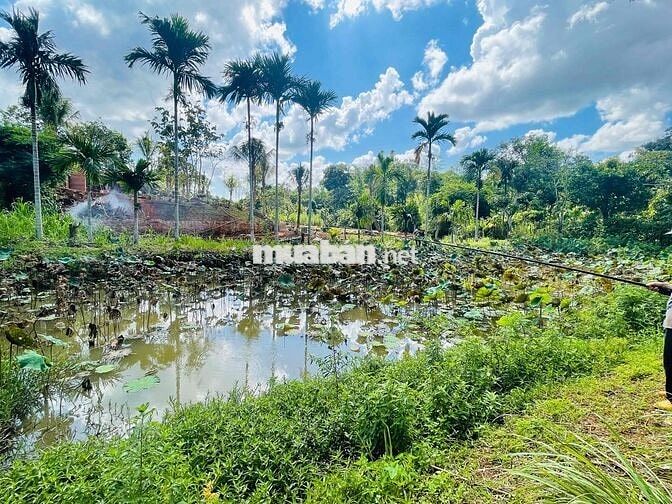 🌿 CHÍNH CHỦ BÁN KHU NHÀ VƯỜN BÊN SUỐI HIẾM CÓ – PHƯỜNG TÂN LẬP, BUÔN M