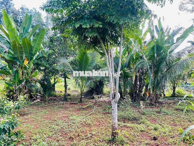 🌿 CHÍNH CHỦ BÁN KHU NHÀ VƯỜN BÊN SUỐI HIẾM CÓ – PHƯỜNG TÂN LẬP, BUÔN M