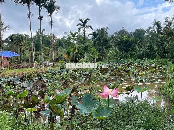 🌿 CHÍNH CHỦ BÁN KHU NHÀ VƯỜN BÊN SUỐI HIẾM CÓ – PHƯỜNG TÂN LẬP, BUÔN M