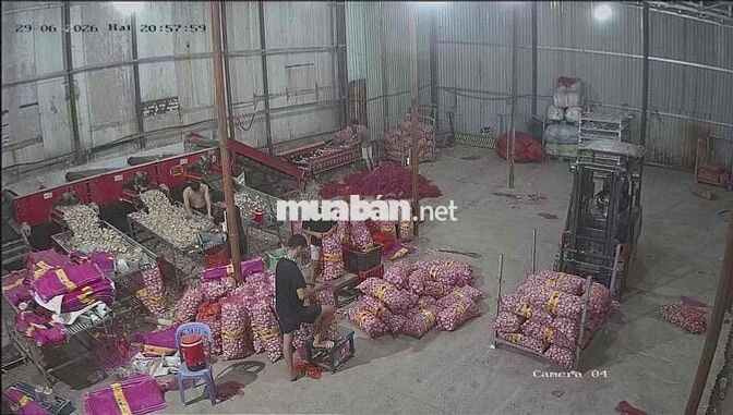Lương Ngày - Công Việc Phân Loại Hành Tỏi