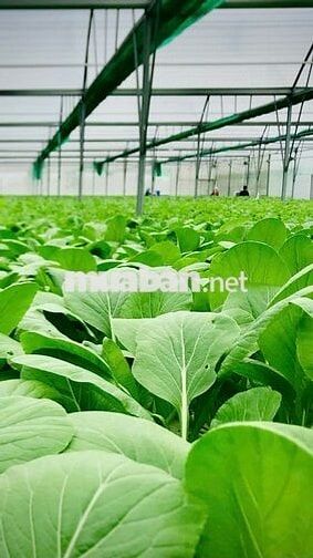 [***, KO CẦN KN] 5 LĐPT CẦN GIUỘC LONG AN