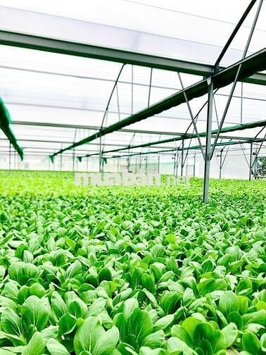 [***, KO CẦN KN] 5 LĐPT CẦN GIUỘC LONG AN