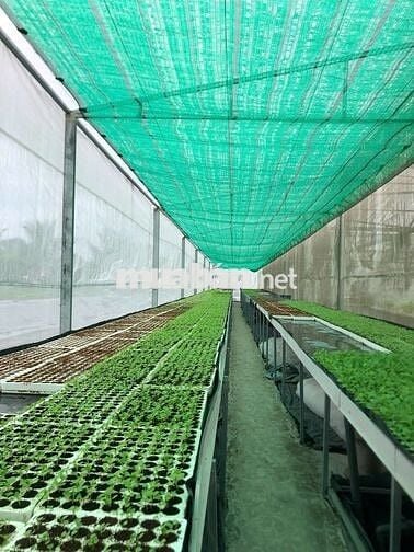 [***, KO CẦN KN] 5 LĐPT CẦN GIUỘC LONG AN