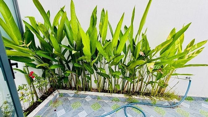kẹt tiền bán gấp trong 10 ngày nhà shr Hóc Môn 7,2x16m