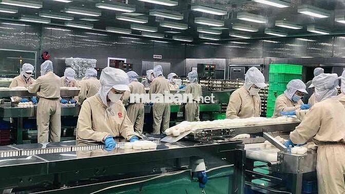 LDPT ĐÓNG GÓI BÁNH MÌ