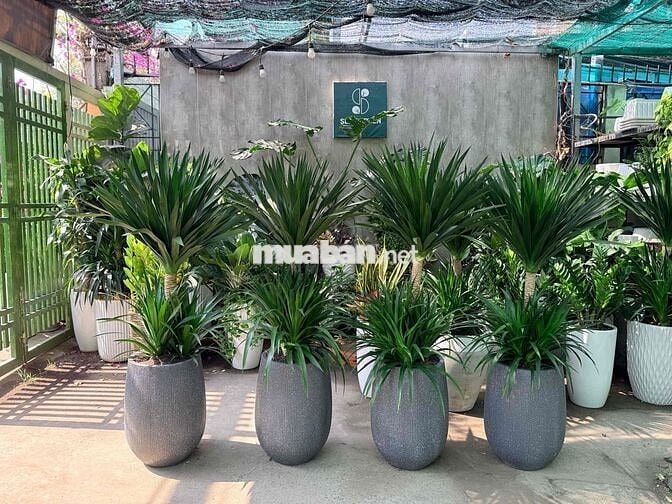TUYỂN DỤNG NHÂN SỰ - ĐI LÀM NGAY