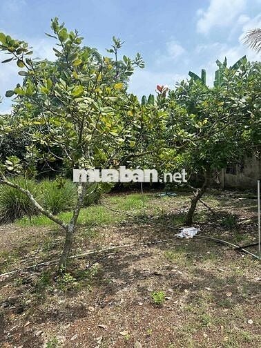 cần bán miếng đất đồng nai hơn 2000000000