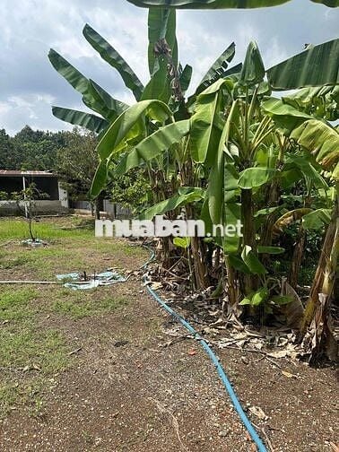 cần bán miếng đất đồng nai hơn 2000000000