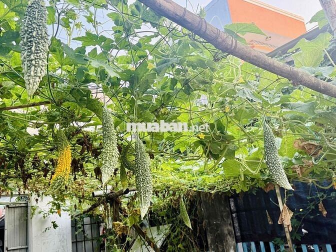 Chính chủ cầm bán đất mặt tiền Võ An Ninh