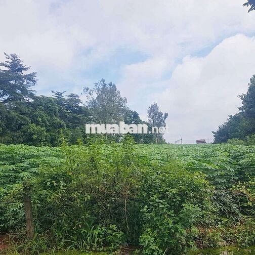 bán đất xưởng,kho bãi đường võ văn kiệt,sông xoài ,dt:4430 giá 17ty