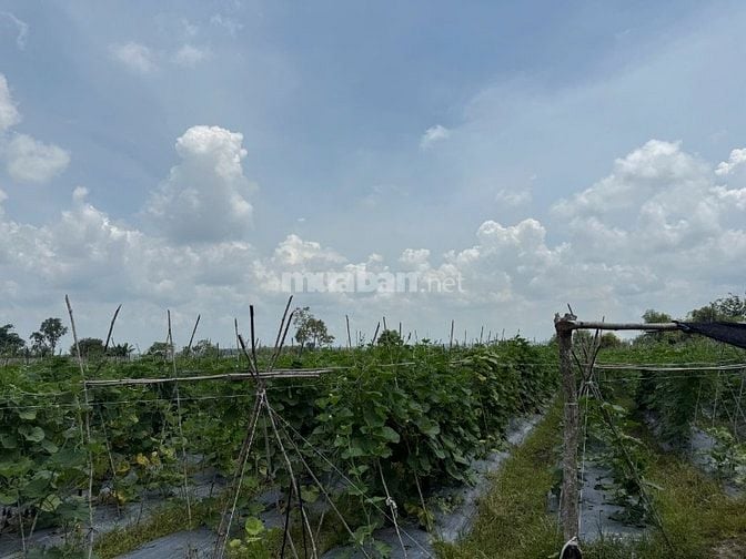 BÁN ĐẤT XÃ NHUẬN ĐỨC-DT 8812M CÓ 300M THỔ CƯ