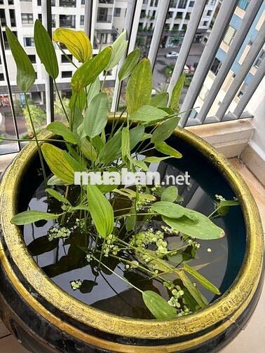 🔥 CHARM CITY DĨ AN – CĂN 2PN 2WC ĐẸP, VÀO Ở NGAY 🔥