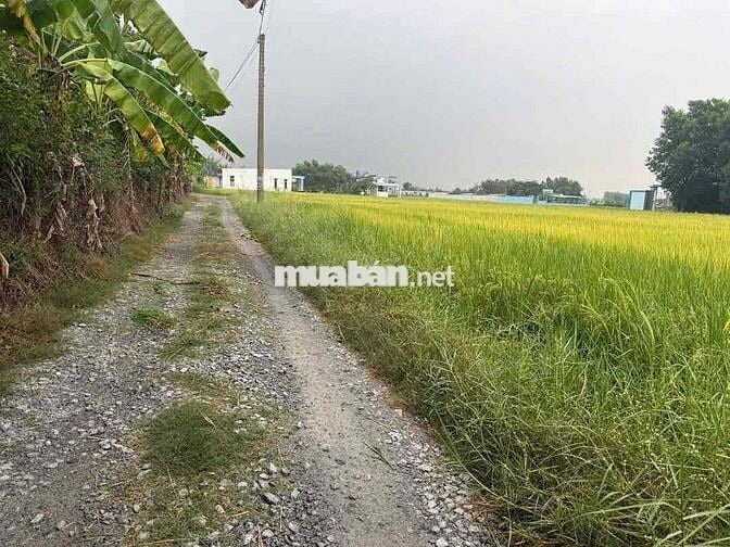 chủ gửi bán lô đất 105m cách đường 823D chỉ 200m đường thông HKĐ
