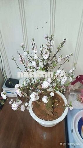 cho thuê nhà 2 tầng ngõ 18 phố hàm long