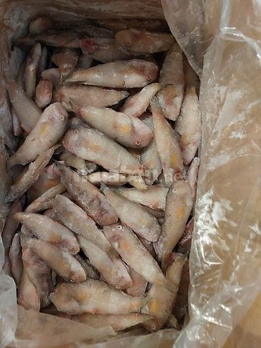 CÁ MÓ NGUYÊN CON Size 20 - 30 con / kg