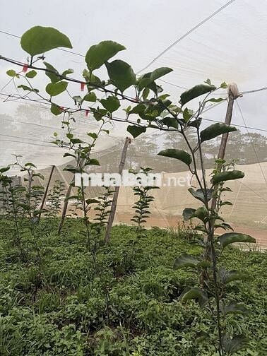 TUYỂN CÔNG NHÂN CHĂM SÓC FARM