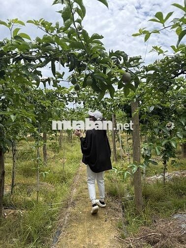 TUYỂN CÔNG NHÂN CHĂM SÓC FARM