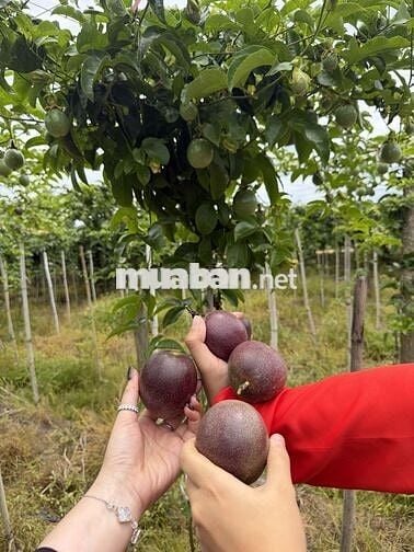 TUYỂN CÔNG NHÂN CHĂM SÓC FARM